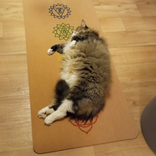 Gros chat couché sur tapis de yoga