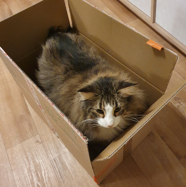 Gros chat Gizmo debout dans carton de déménagement